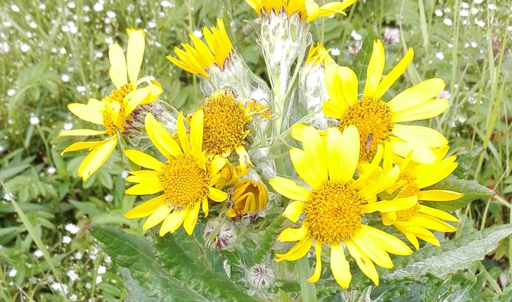 Senecio pseudo-arnica