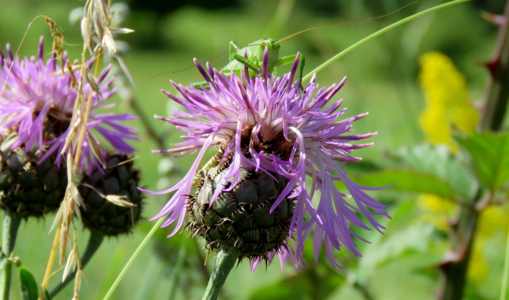 Cirsium arvense 