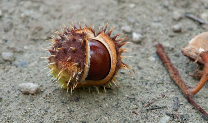 Aesculus hippocastanum 