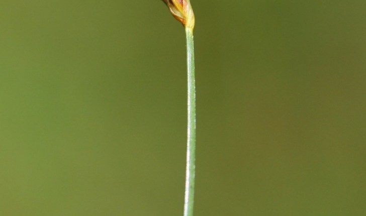 Scirpus pauciflorus (Hartmann) O.Schwarz, 1949