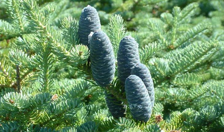 Abies balsamea (L., 1753)