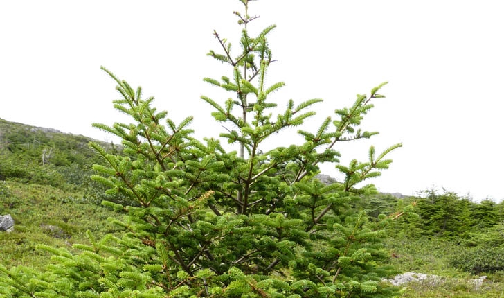 Abies balsamea (L., 1753)