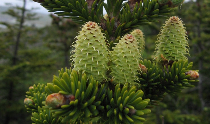 Abies balsamea (L., 1753)