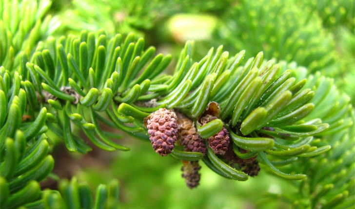 Abies balsamea (L., 1753)