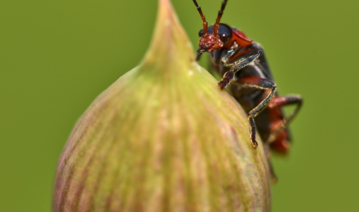 Cantharis fusca L.