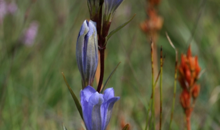 Gentiana pneumonanthe L.