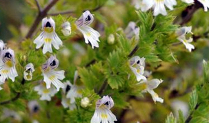Euphrasia nemorosa/americana