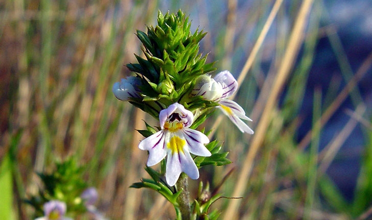 Euphrasia nemorosa/americana