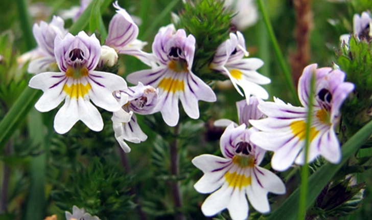 Euphrasia nemorosa/americana