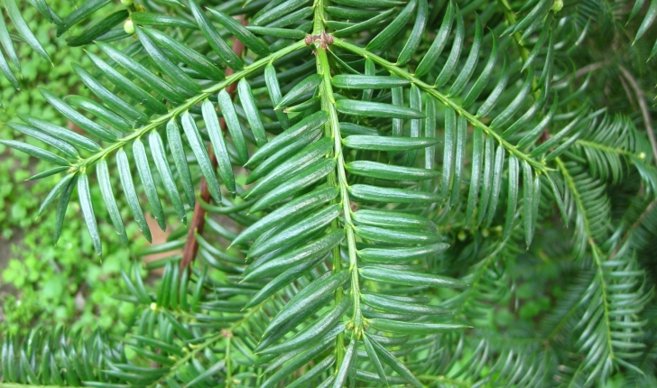 Torreya grandis