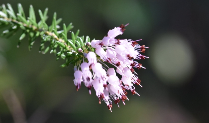 Erica multiflora