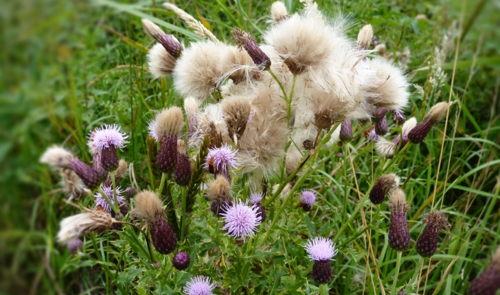 Cirsium arvense 
