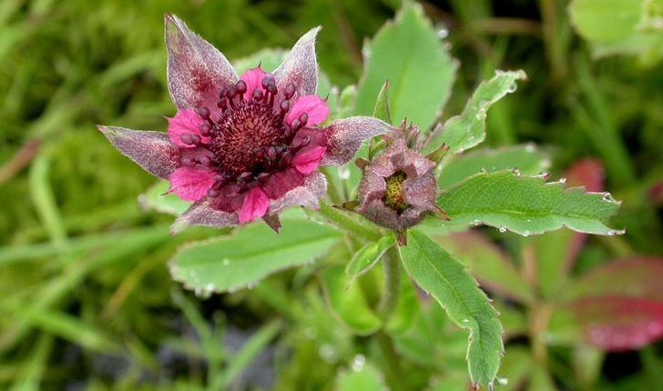 Comarum palustre