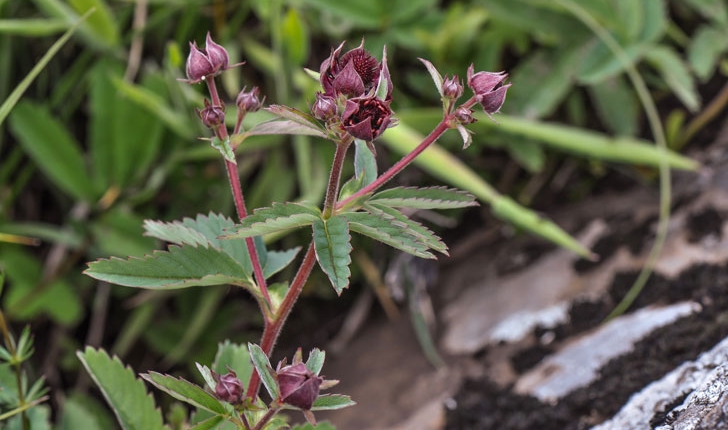 Comarum palustre