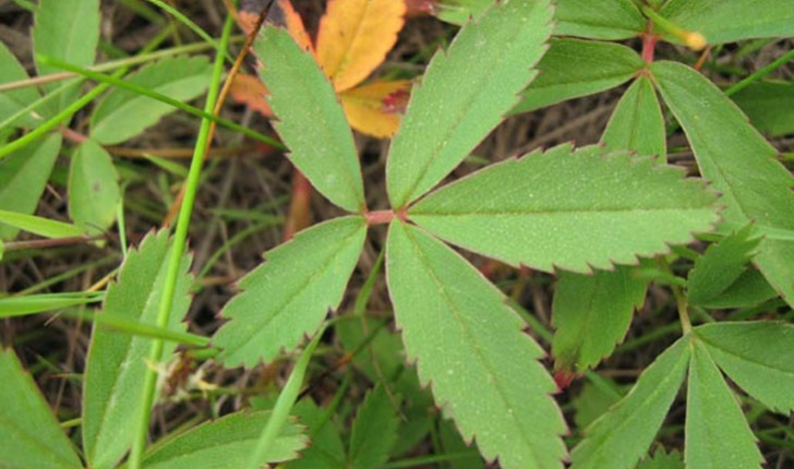 Comarum palustre