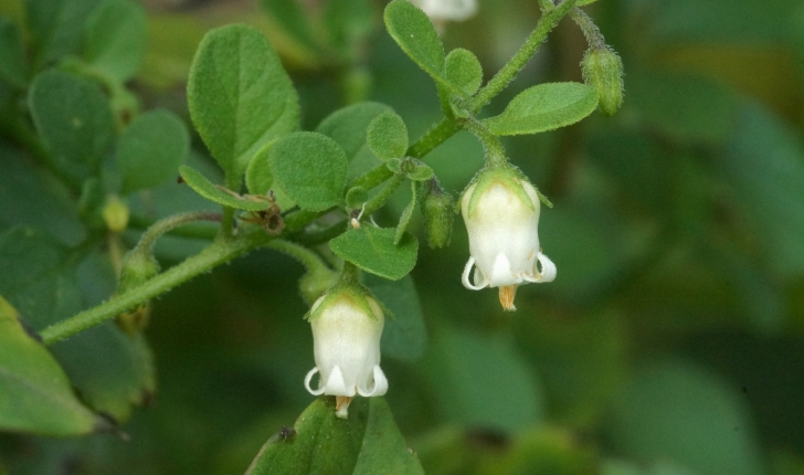 Salpichroa origanifolia 