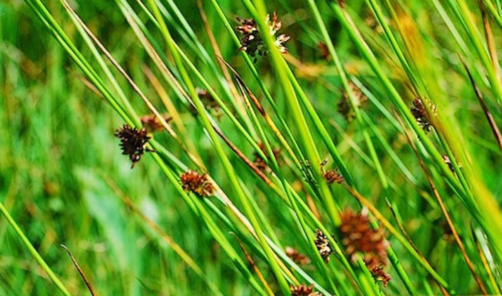 Juncus effusus