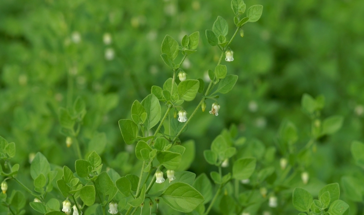 Salpichroa origanifolia 