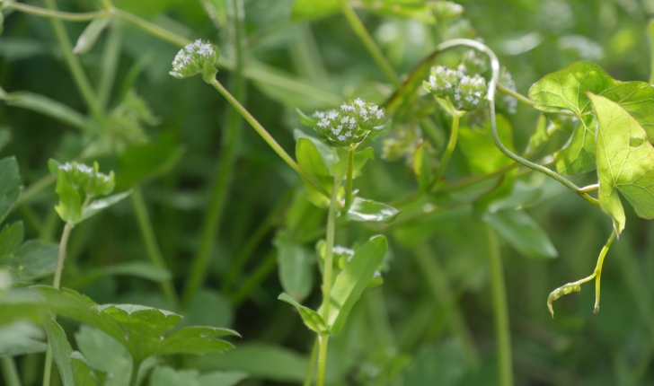 Valerianella locusta
