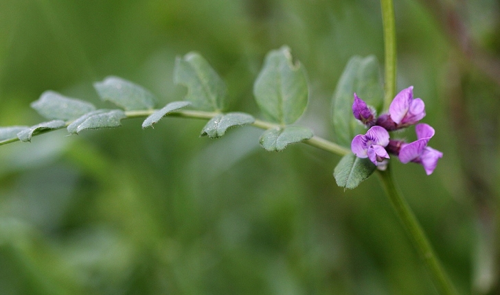 Vicia sepium 