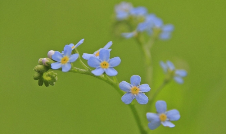 Myosotis scorpioides