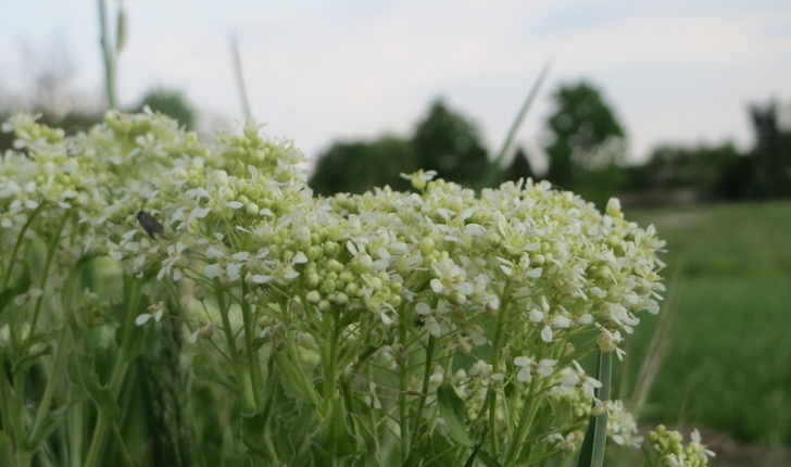 Lepidium draba