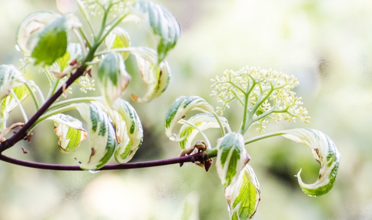 Cornus controversa