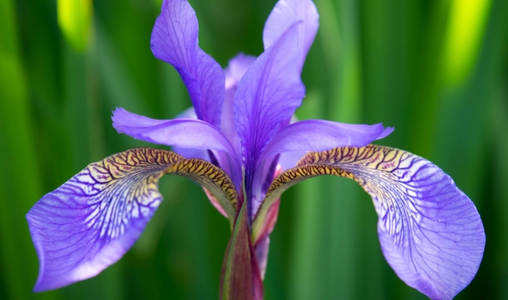 Iris germanica