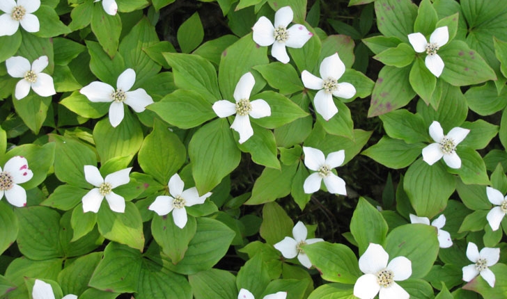 Cornus canadensis
