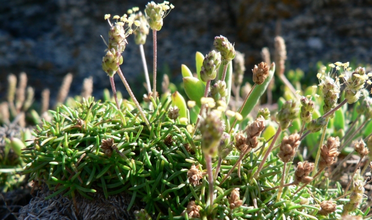 Plantago capitellata Ramond