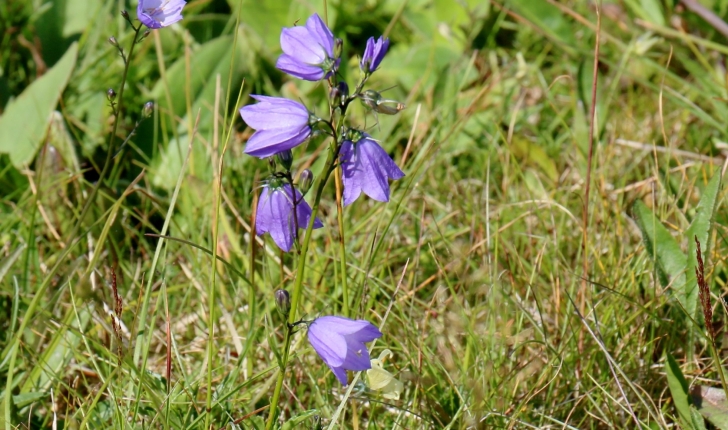 Campanula rotundifolia 