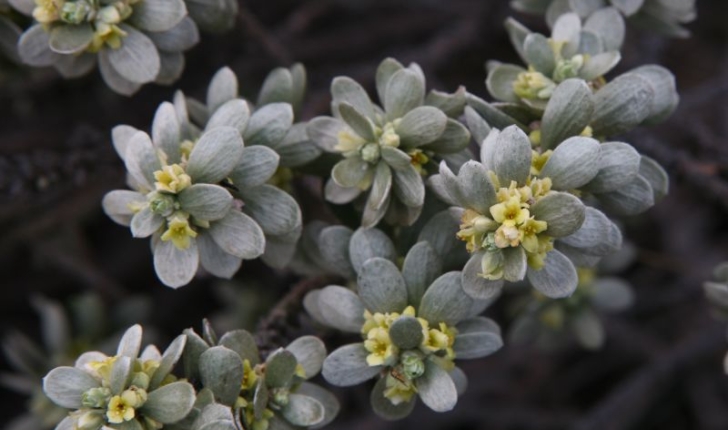 Passerine tartonraire - Thymelaea tartonraira
