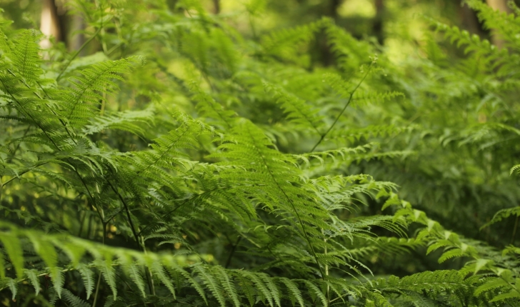 Fougère aigle - Pteridium aquilinum