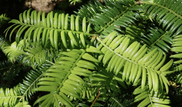 Torreya grandis