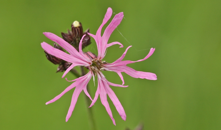 Lychnis flos-cuculi
