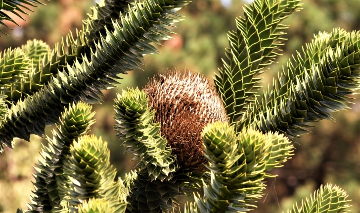 Araucaria araucana