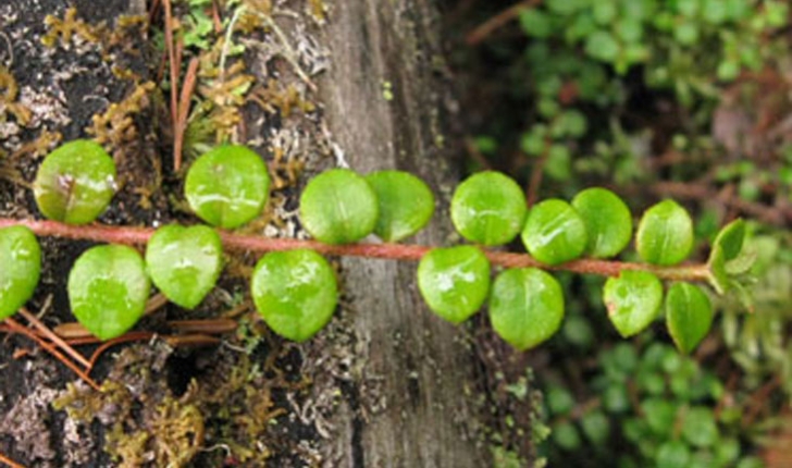 Gaultheria hispidula