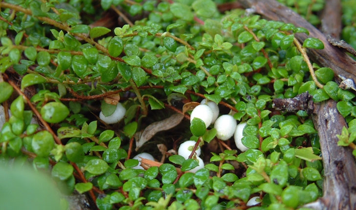 Gaultheria hispidula