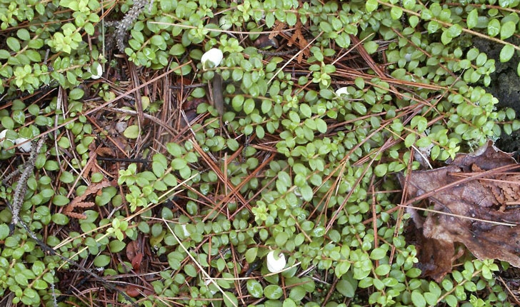 Gaultheria hispidula