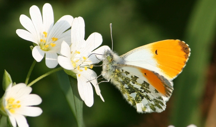 Anthocharis cardamines (Linnaeus, 1758)