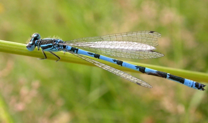 Coenagrion mercuriale (Charpentier, 1840)