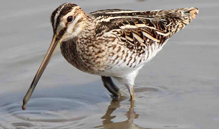 Gallinago gallinago  (Linnaeus 1758)