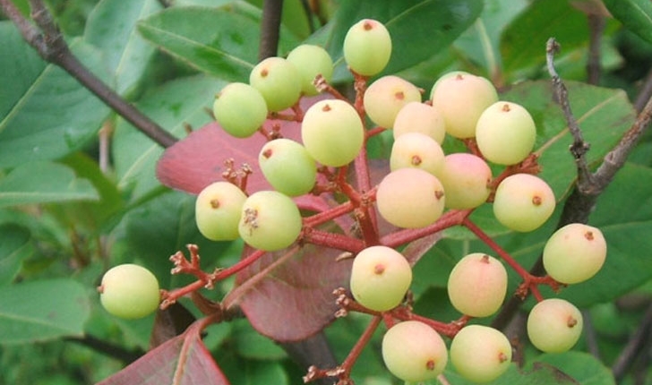 Viburnum nudum
