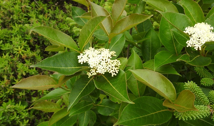 Viburnum nudum