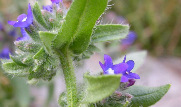 Anchusa officinalis (L., 1753)