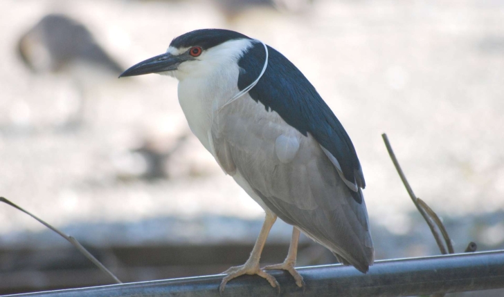 Nycticorax nycticorax (Linnaeus, 1758)