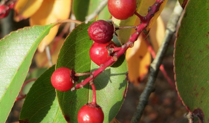 Prunus serotina