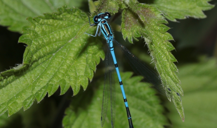 Coenagrion puella