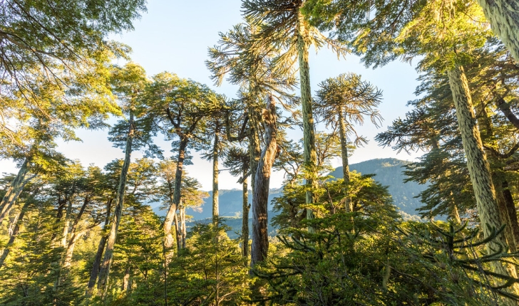 Araucaria araucana