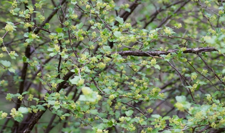 Ribes alpinum